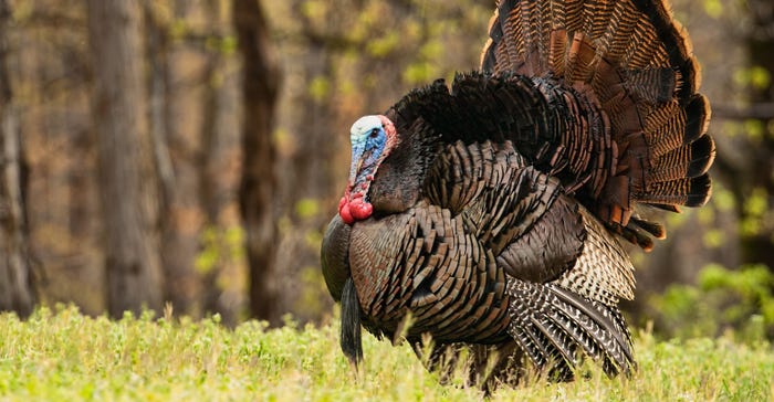 tom-turkey-puffed-out-GettyImages-497035865-web.jpg