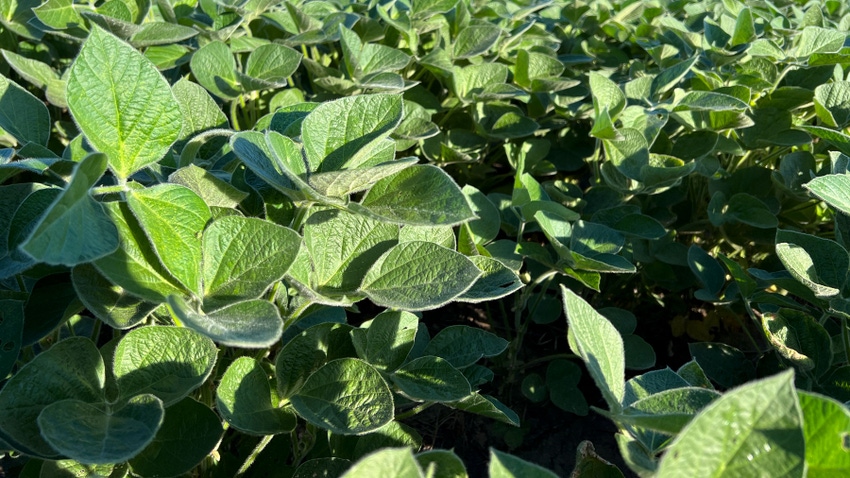 Close-up of soybeans in field