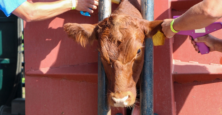 A calf in a livestock chute being injected with vaccinations