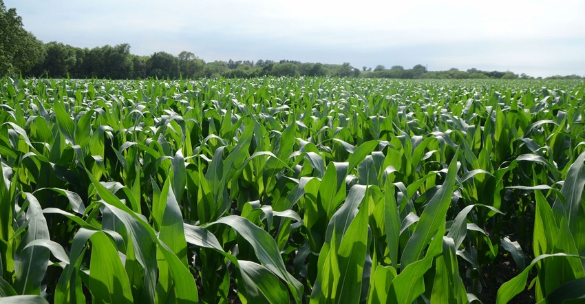 Close up of corn in a field