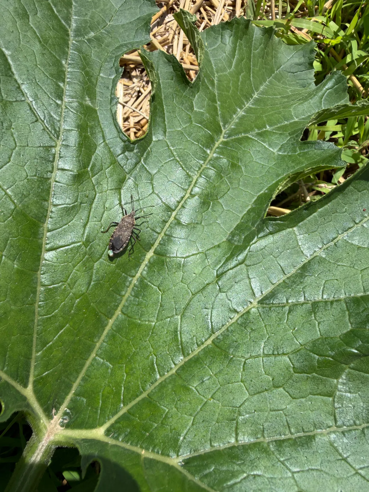How to stop pests that destroy garden plants