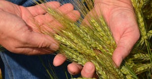 hands holding wheat