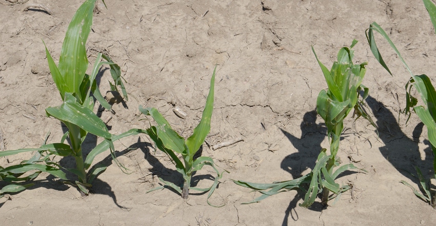 four young corn plants damaged by hail
