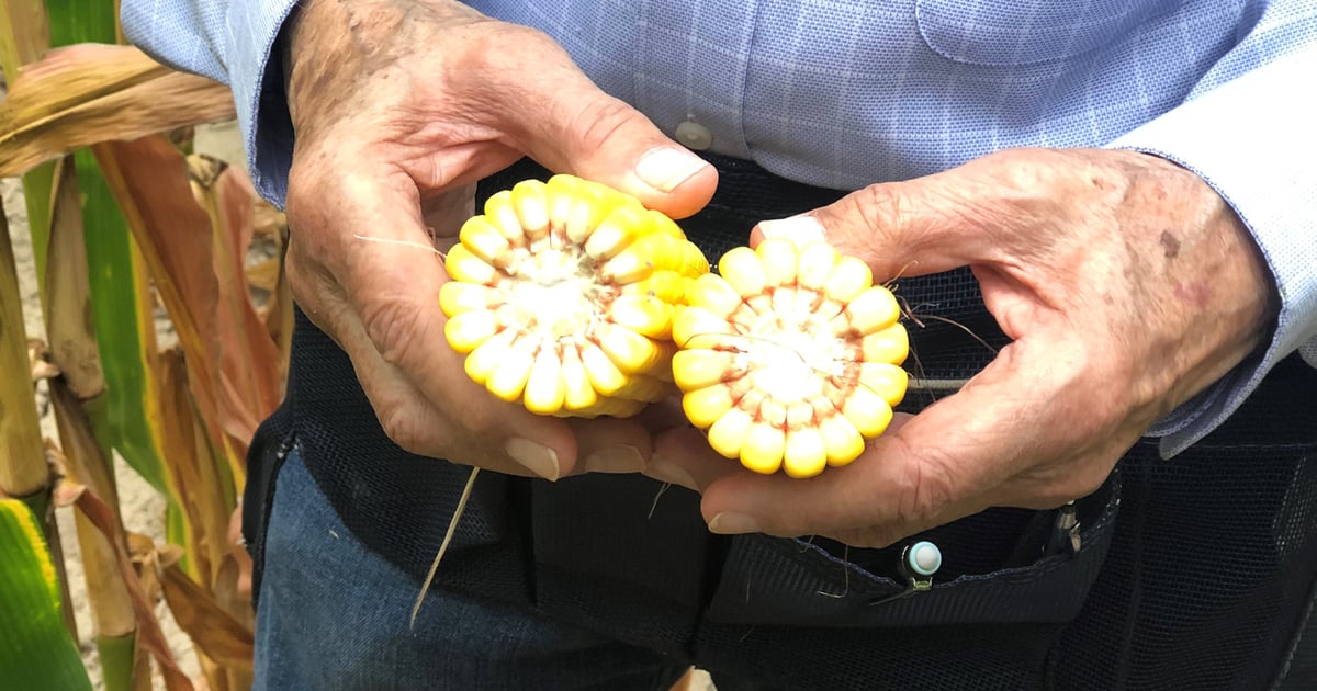 Kernel size biggest yield factor yet to be determined