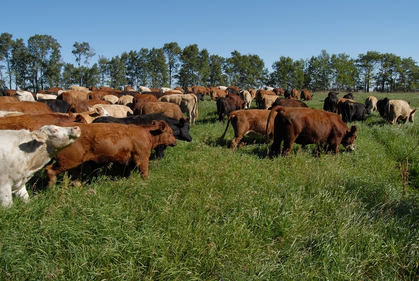 Cattle grazing at high density