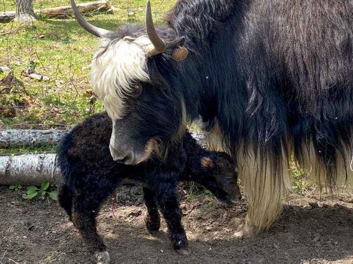A yak cow hovering over a yak calf