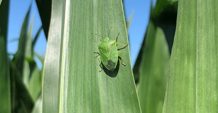 green stinkbug on a corn leaf