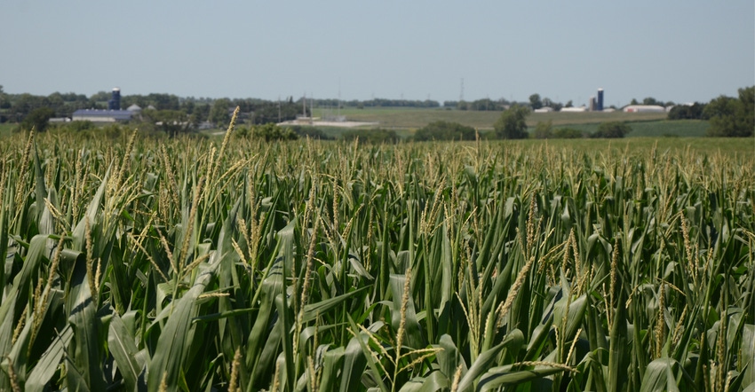 closeup of corn field