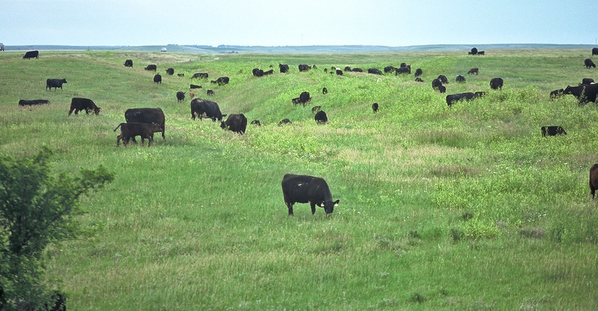 black cattle graze green hills near the Missouri River