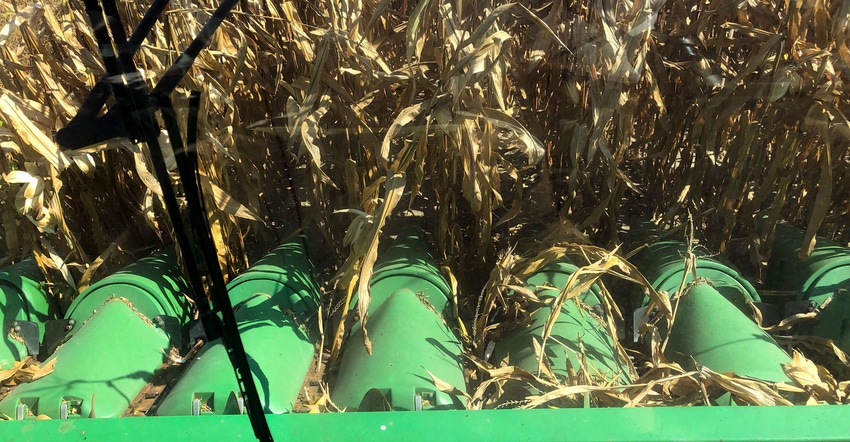 View of corn harvest from the combine of Bill Malkus of Cambridge, Md.
