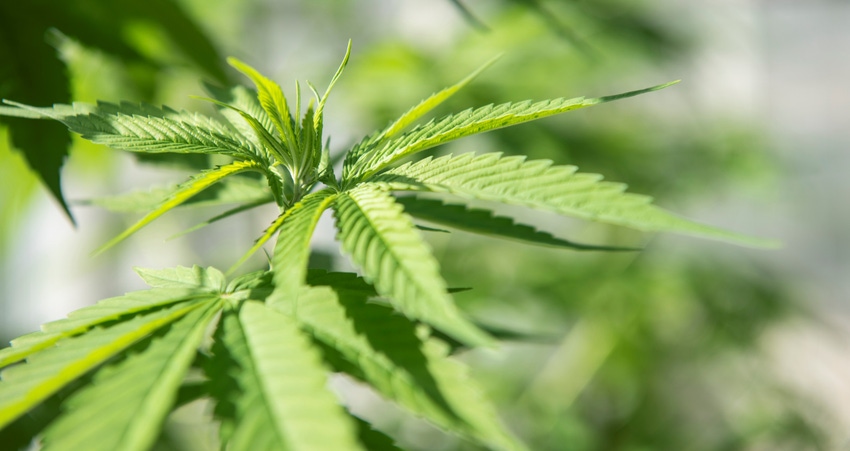 WFP-OSU-hemp.jpg WFP-OSU-hemp.jpg
