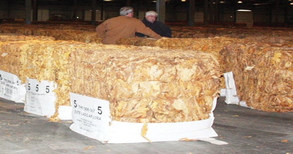 how much is a bale of tobacco large dried wrapped up with a Catauro, a palm tree frond at a tobacco-producing farm in the Valle de Vinales, Pinar del Ro Province Stock Photo Bale of tobacco hi-res stock