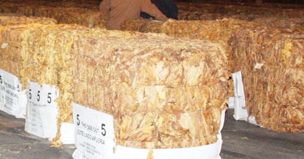 how much is a bale of tobacco large dried wrapped up with a Catauro, a palm tree frond at a tobacco-producing farm in the Valle de Vinales, Pinar del Ro Province Stock Photo Bale of tobacco hi-res stock