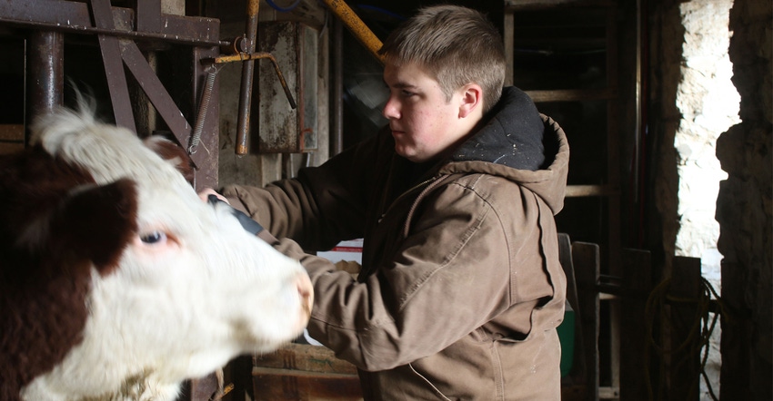 Kansas FFA Star Farmer Wesley Denton caring for heifers