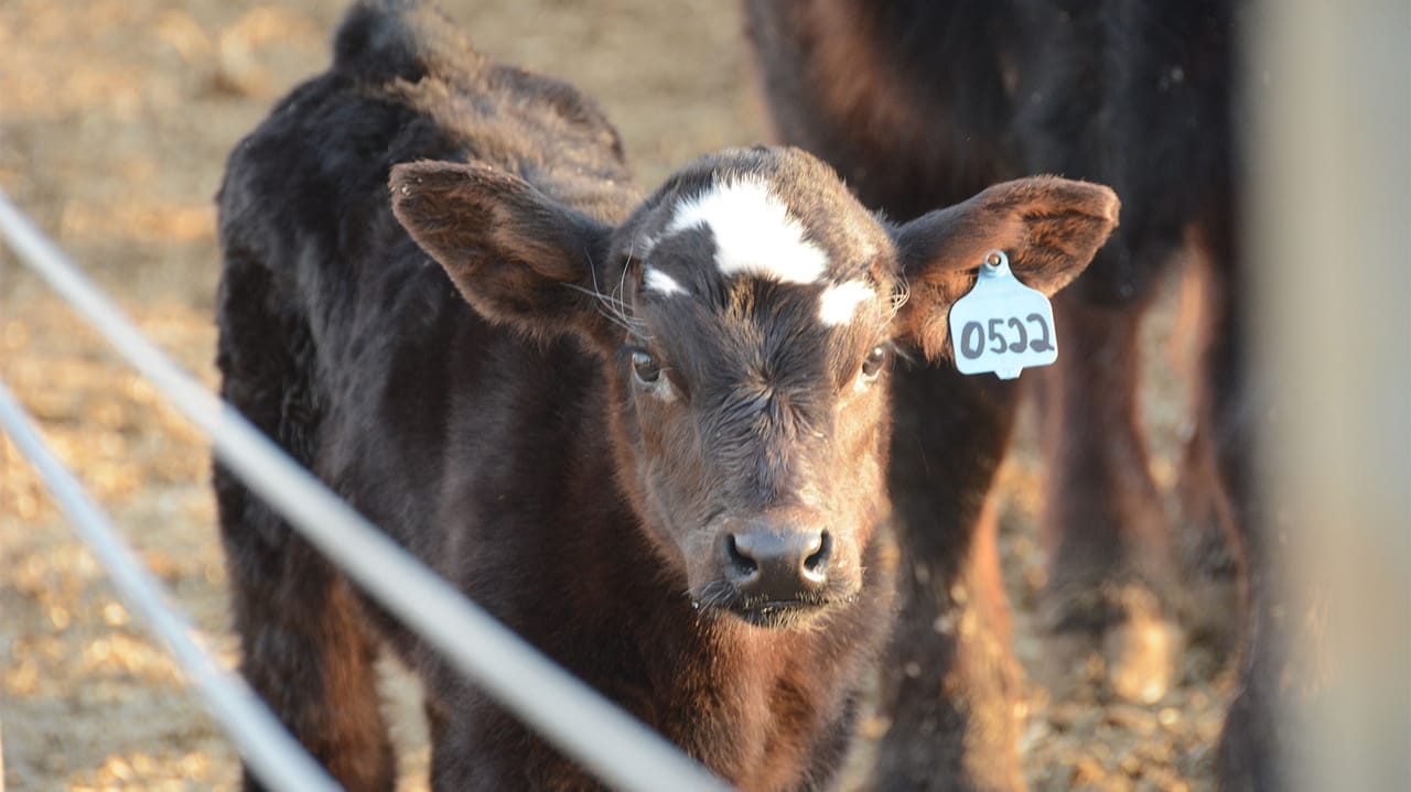 tobacco used for sick cattle This cow's antibodies could be the newest weapon against COVID-19 | Science Prevent calf disease with better