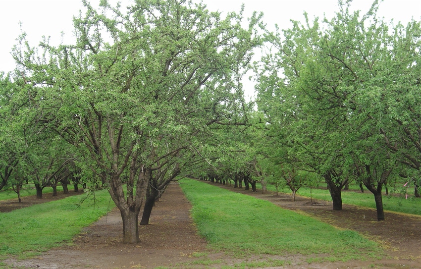 Well mowed almond orchard