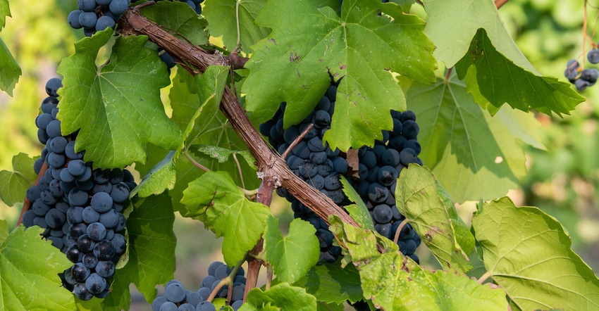 grapes-josh-bachman-nmsu.jpg grapes-josh-bachman-nmsu.jpg