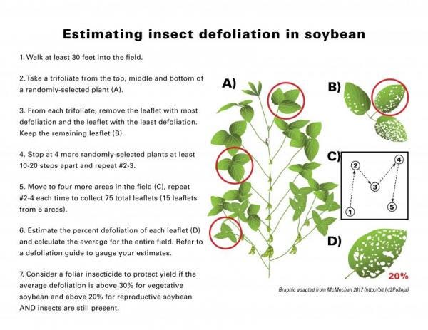 7-18-22 #1 soybean_defoliator_scouting_plan-600x463.jpg