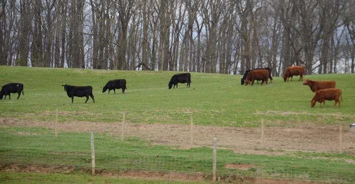 cows graze in a green pasture