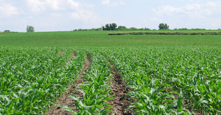 Young rows of corn plants in field