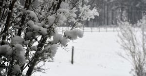 dfp-adismukes-snow-cover-shot.jpg