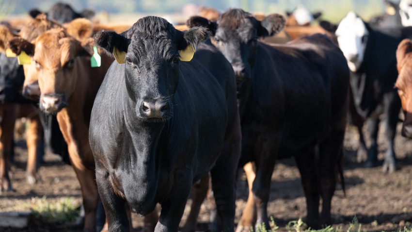 June cattle on feed report released