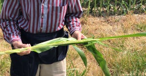 Dave Nanda holds the stalk from a V12 corn plant 
