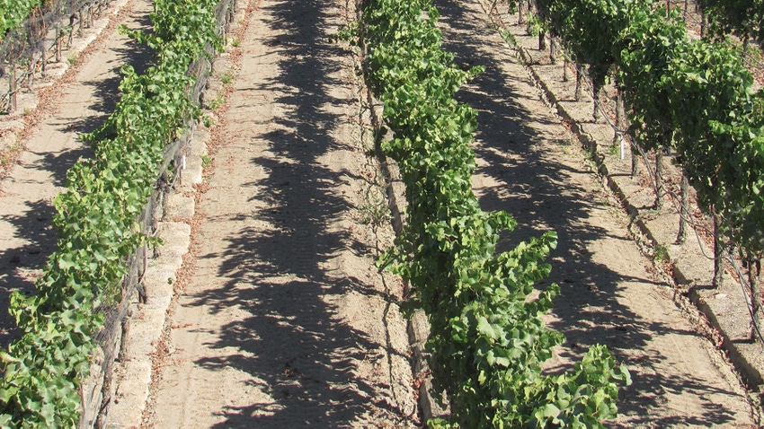 Grapevines Grapevines