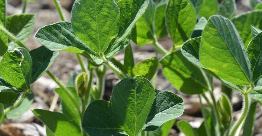 Closeup of soybean plants