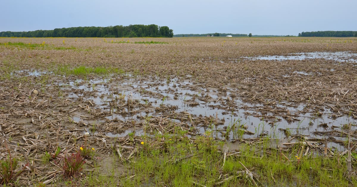 2 Types Of Funding Help Seed Cover Crops On Unplanted Acres