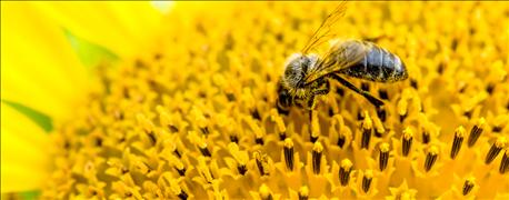 ag_committee_hears_concerns_governors_pollinator_executive_order_1_636099032363422073.jpg