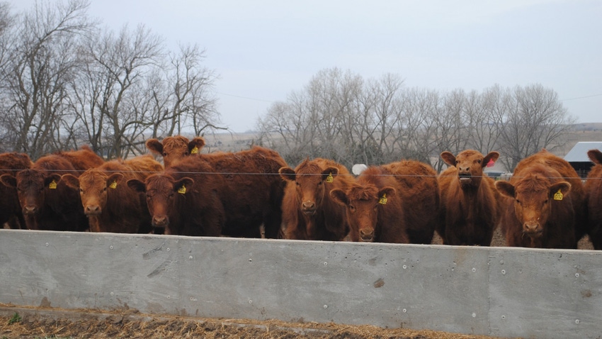 cattle cattle