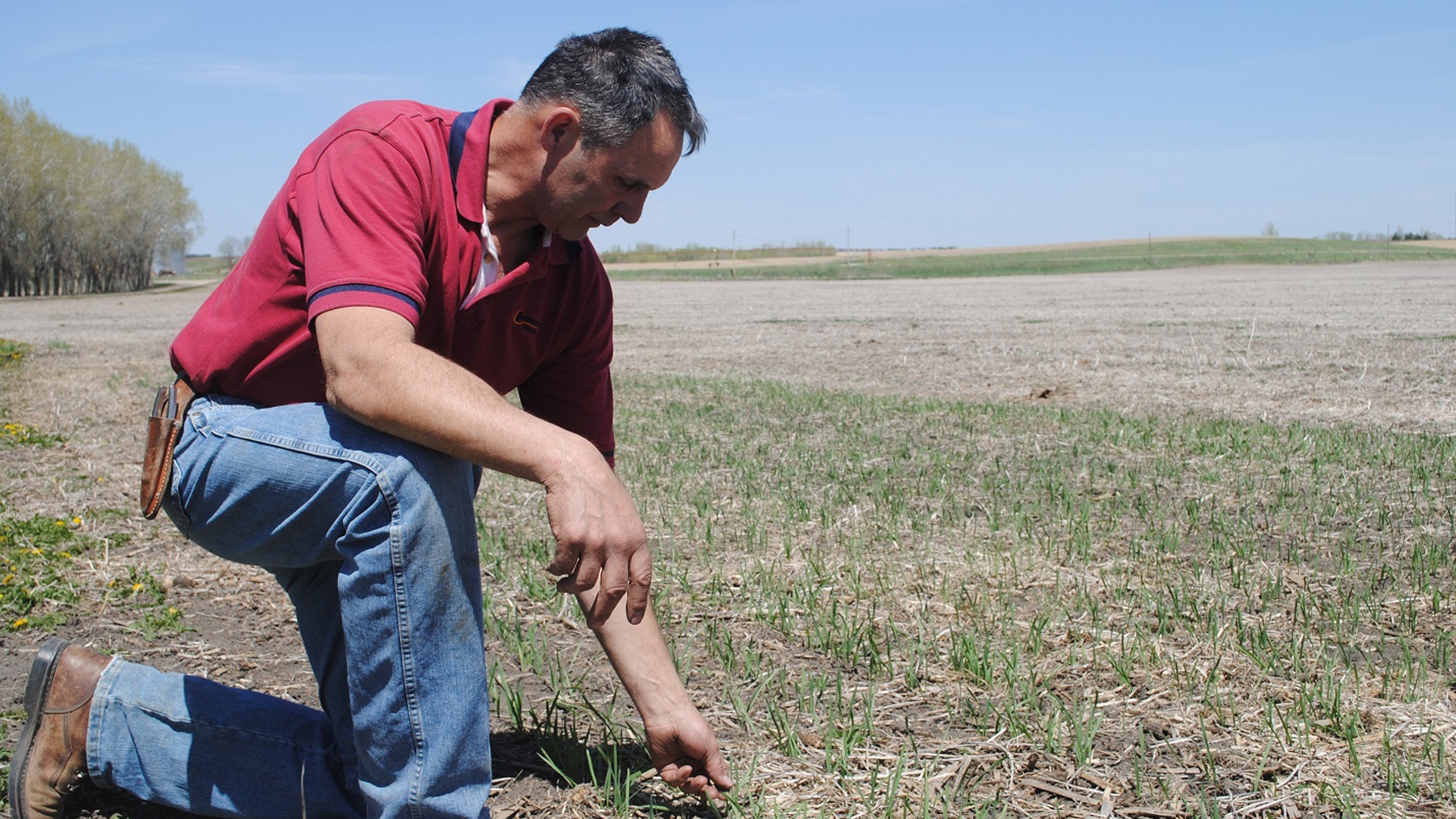 Steffen kneels near his unofficial oat variety trials, inspecting germination on various varieties in a field.