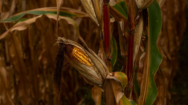 Corn’s stunning rally might make $6 a reality