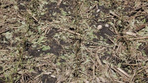 soybean plants in a field destroyed by a hailstorm
