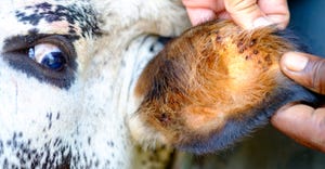 cow with tick in ear