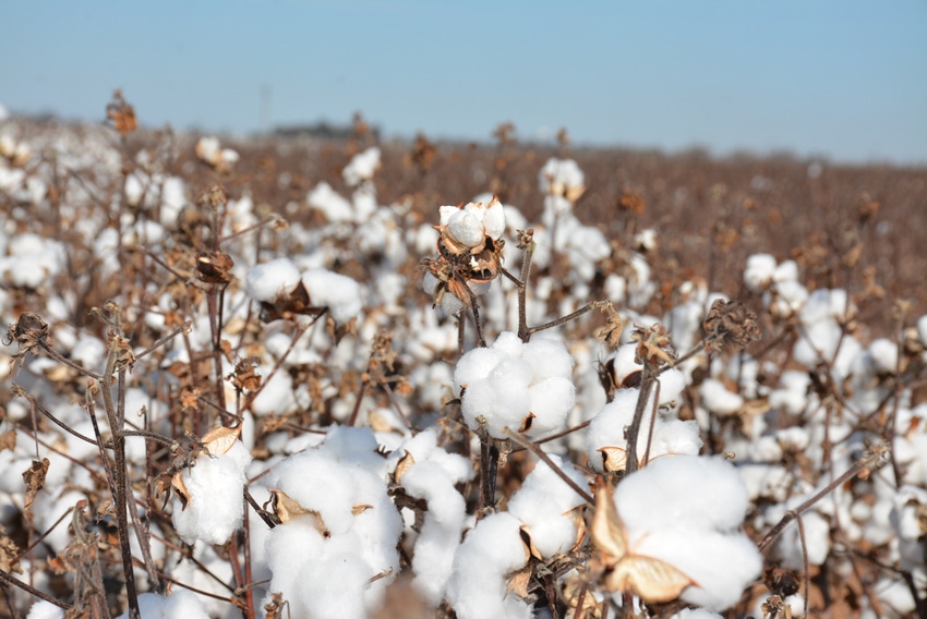 SWFP-HUGULEY-homeplace-harvest-cotton-18 (5 of 172).jpg SWFP-HUGULEY-homeplace-harvest-cotton-18 (5 of 172).jpg