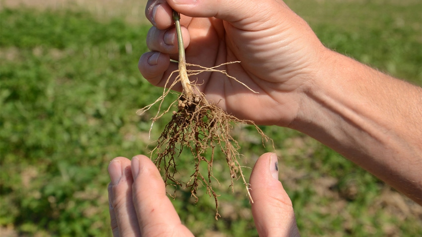 A close-up of a farmer holding a young soybean plant with roots