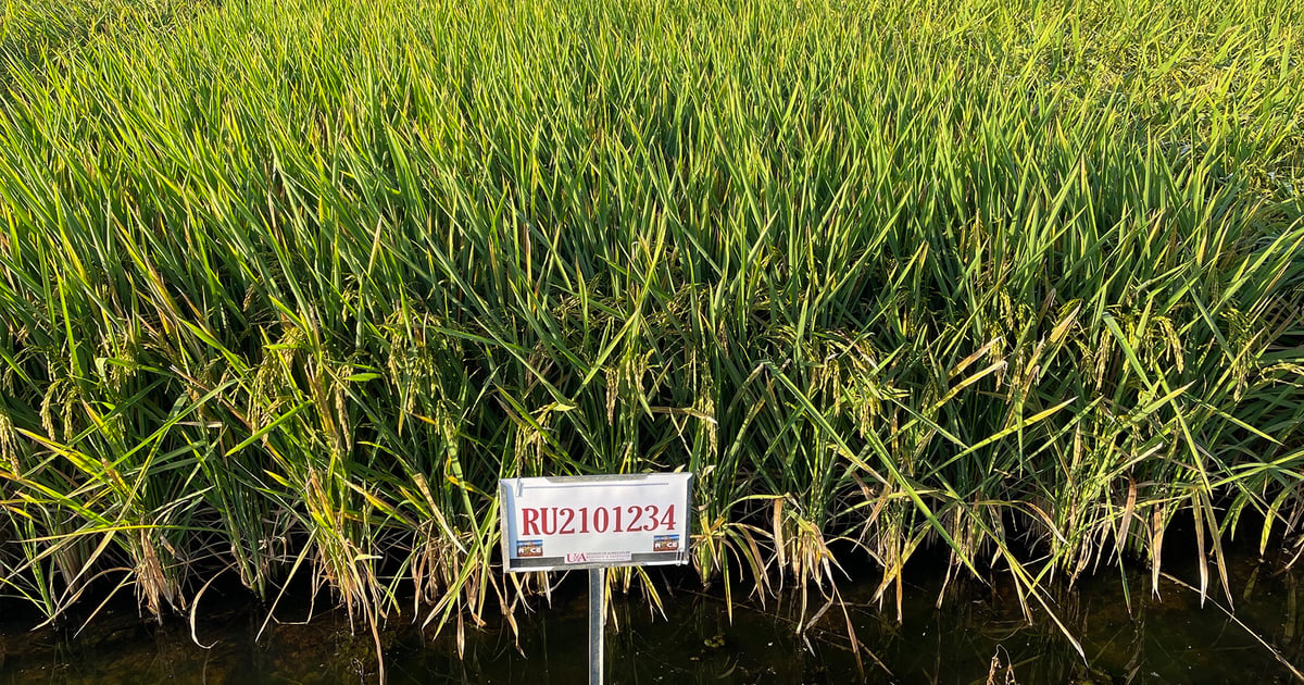 UofA releases high-yielding medium-grain rice