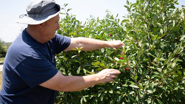 Mike Ziemba pointing out cherries on bushes