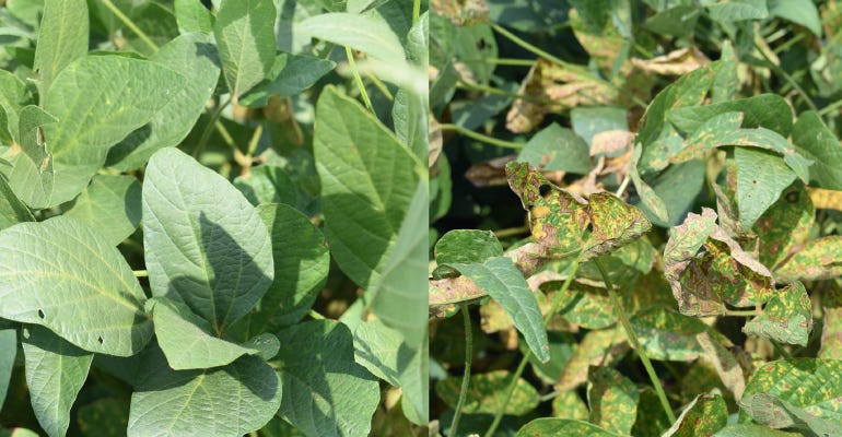 Saltro treated beans are healthy, next to untreated beans infected with SCN and SDS