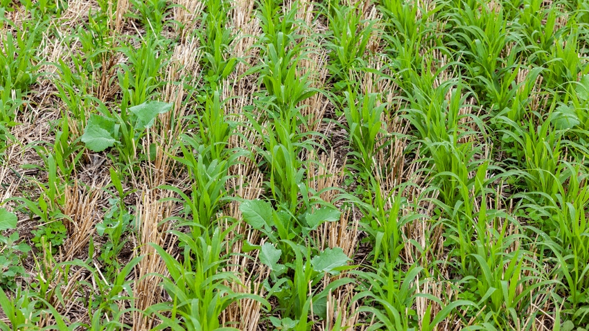 Cover Crop regenerative ag rows