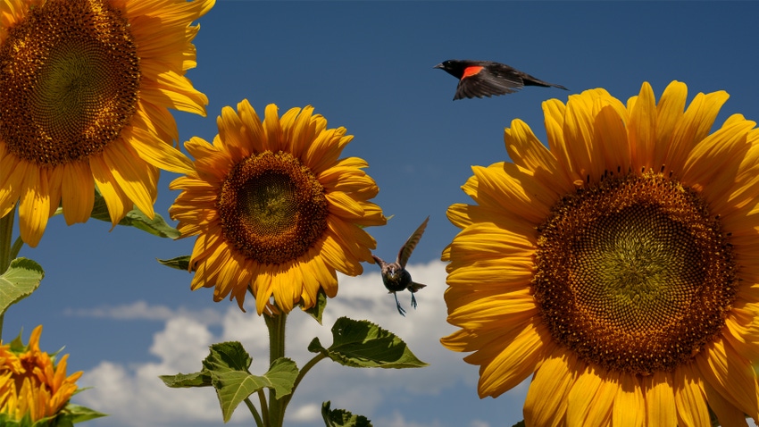 sunflowers with red-winged blackbirds