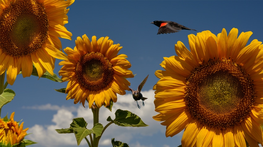 sunflowers with red-winged blackbirds sunflowers with red-winged blackbirds
