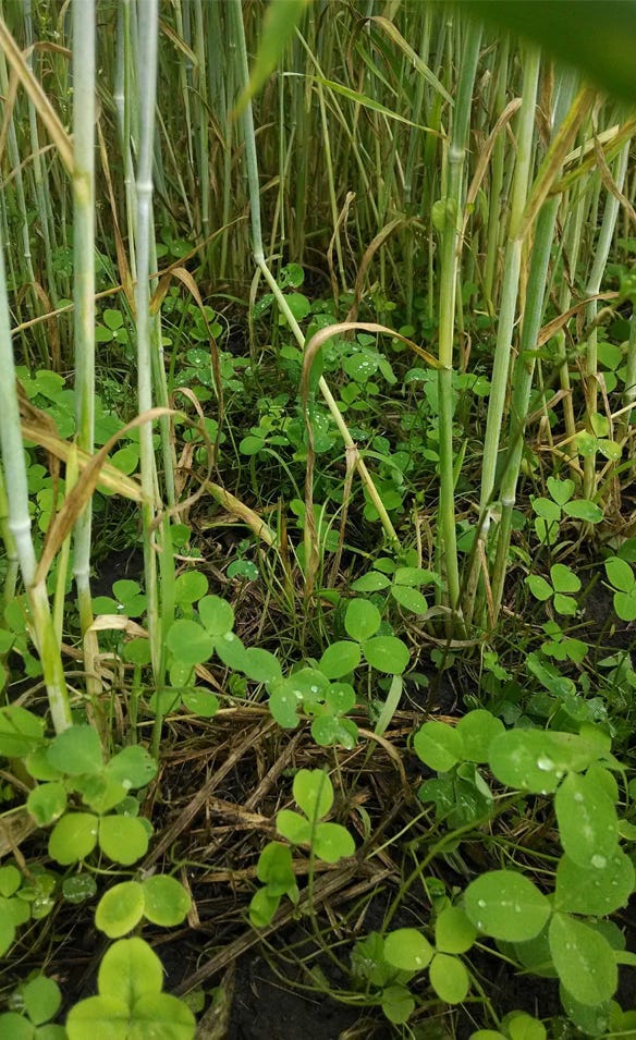 An underseeding of clover with rye 