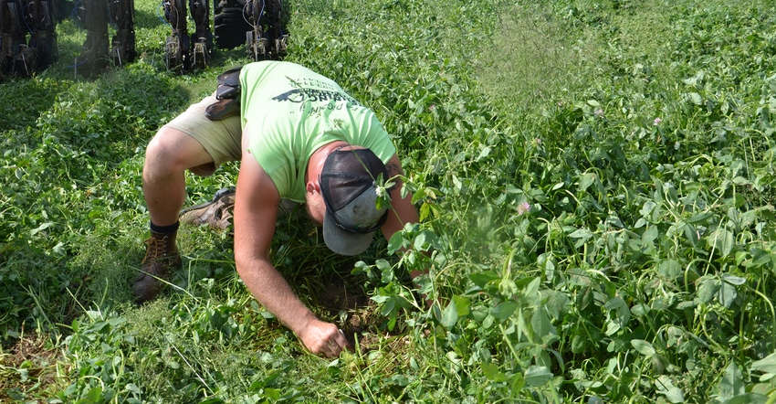 Nick Wenning digs to determine seed depth while planting corn into green, living cover crops