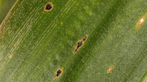 tar spot fungus on leaf