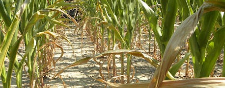 test_nitrates_chopping_drought_stressed_corn_1_634789796836997195.jpg