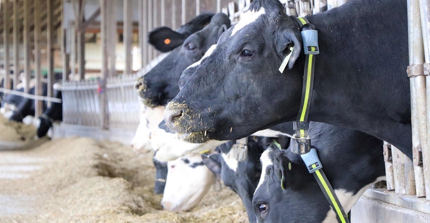 Dairy cows feeding in barn