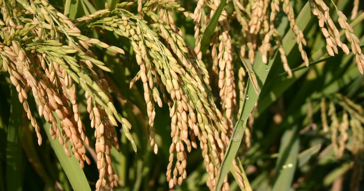 Standout Arkansas rice line poised to be released?